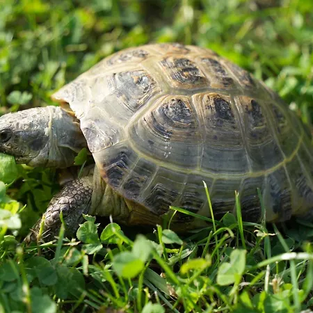 тіні предків *