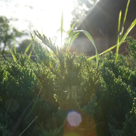 тіні предків Plave