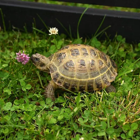 тіні предків Plave